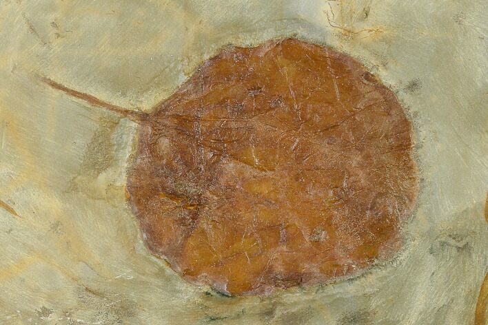 Fossil Leaf (Zizyphoides) - Montana #115244